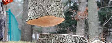 Best Tree Risk Assessment  in Sundance, WY